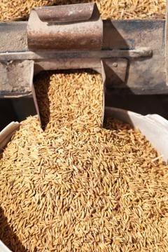 Rice grain in milling machine Stock Photos