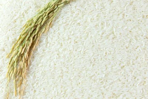 Rice grain Stock Photos