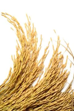 Rice grain Foto stock