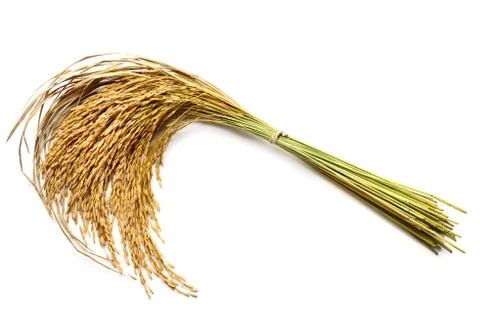 Rice grain Stock Photos