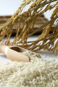 Rice grain Stock Photos