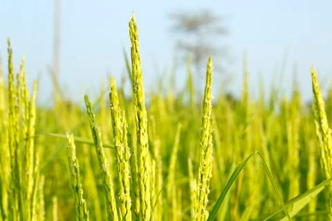 Rice grain Stock Photos