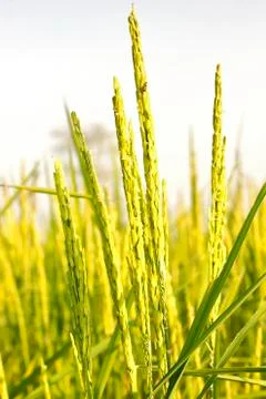 Rice grain Stock Photos