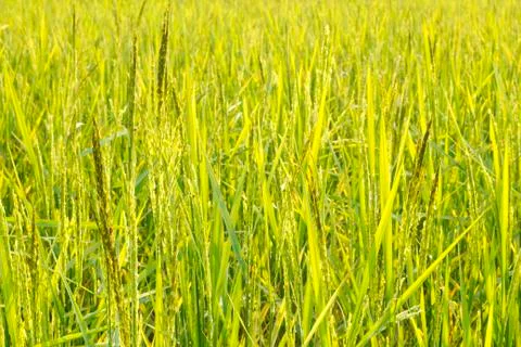 Rice grain Stock Photos