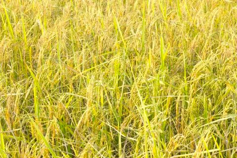 Rice grain Foto stock