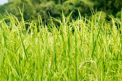 Rice grain Stock Photos