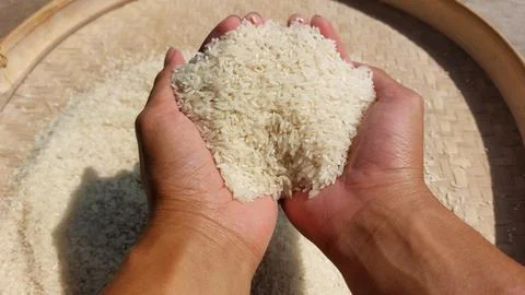 Rice grain Stock Photos