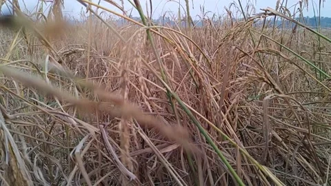 Rice Grain plant vibrating due to wind Stock Footage 145015448