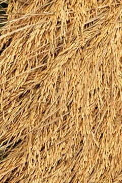 Rice grain texture and background Stock Photos