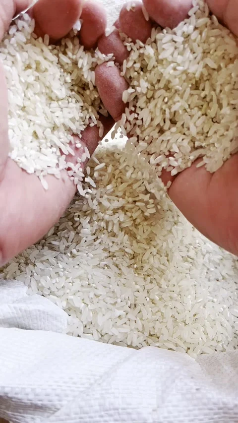 Rice grain texture. Harvesting and farming,pouring rice grains by hand. Stock Footage 339077965