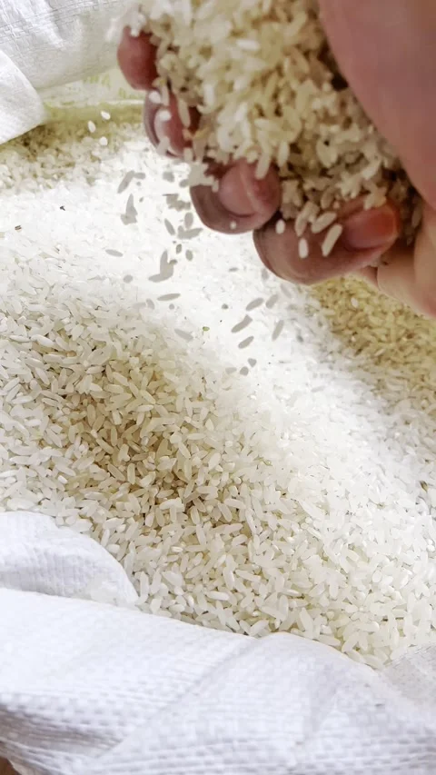 Rice grain texture. Harvesting and farming,pouring rice grains by hand. 库存影片 339078121
