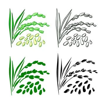 Rice grain. Vector set of plant, spike, leaf, husk. Natural organic food. Han Stock Illustration