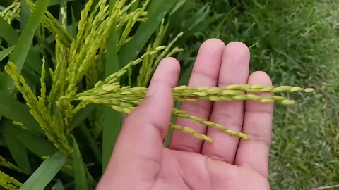 Rice grains are being tested for quality by holding them in your hand. Stock Footage 308621876