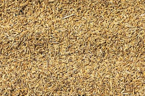 Rice grains background Stock Photos