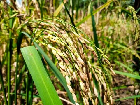Rice Grains Close-Up Stock Photos