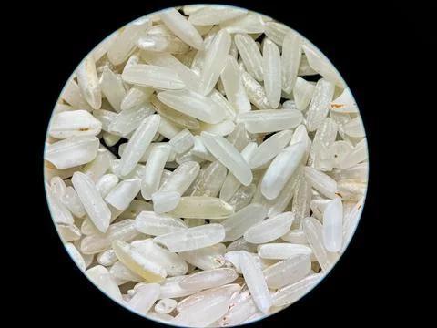Rice Grains Close-Up Under Microscope – High Detail Macro View Stock Photos
