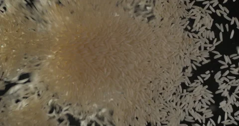 Rice grains falling from below, slowmotion low angle 4K pro res Stock-Footage 275897869