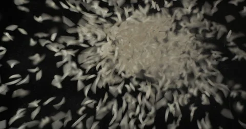 Rice grains falling from below, slowmotion low angle 4K pro res Stock-Footage 275897928