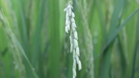 Rice grains Stock Footage 138310049