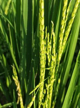 Rice grains Stock Photos