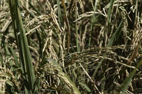 Rice grains Stock Photos