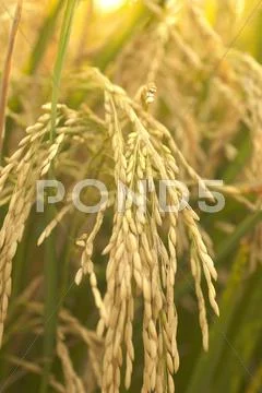 Rice Grains on Plant in Southeast Missouri Stock Photos