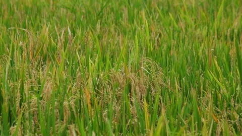 Rice grains in the rice fields that are already yellow and ready for harvest Stock Footage 320924271