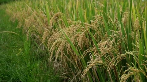 Rice grains in the rice fields that are already yellow and ready for harvest Video stock 320924402