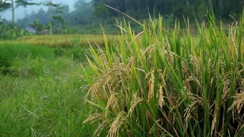 Rice grains in the rice fields that are already yellow and ready for harvest Stock-Footage 320924408