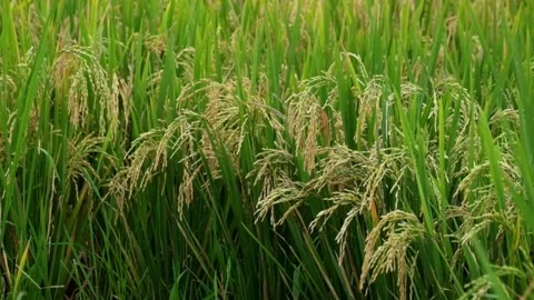 Rice grains in the rice fields that are already yellow and ready for harvest Video stock 320924418