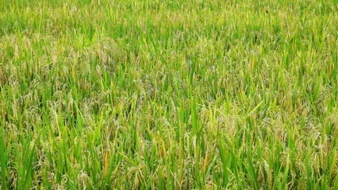 Rice grains in the rice fields that are already yellow and ready for harvest Video stock 320924419