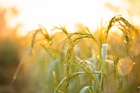 Rice grains in rice fields Stock Photos