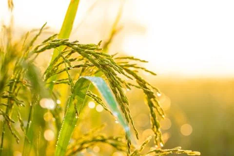 Rice grains in rice fields Stock Photos