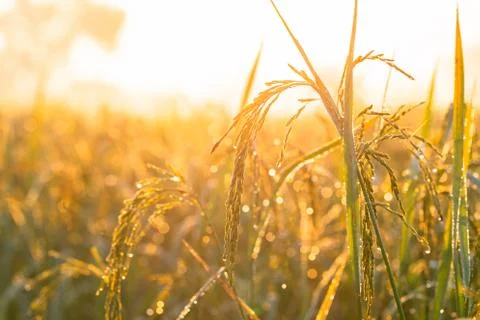Rice grains in rice fields Stock Photos