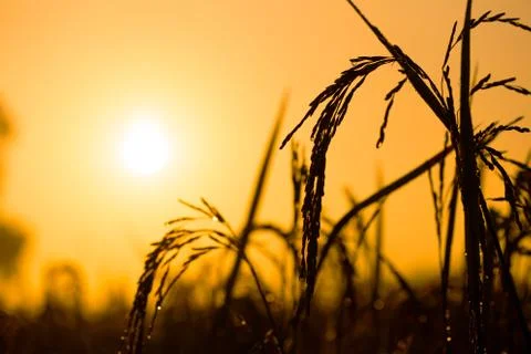 Rice grains in rice fields Foto stock
