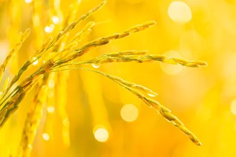 Rice grains in rice fields Stock Photos