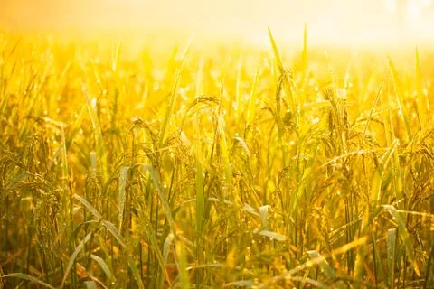 Rice grains in rice fields Stock Photos
