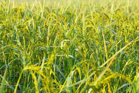 Rice grains in rice fields Stock Photos