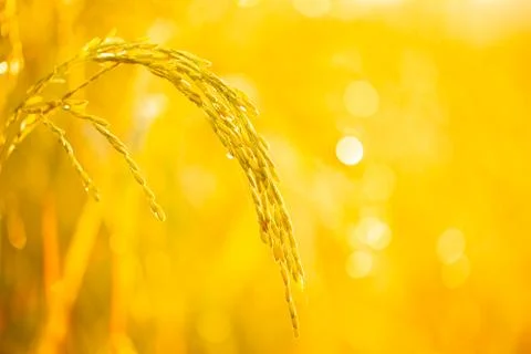 Rice grains in rice fields Stock Photos