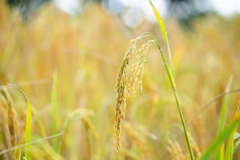 Rice grains in rice fields Stock Photos