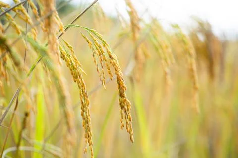 Rice grains in rice fields Stock Photos