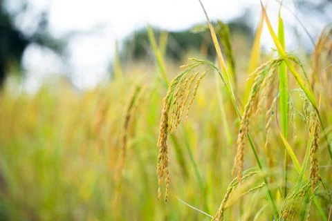 Rice grains in rice fields Stock Photos