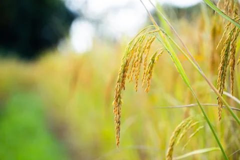 Rice grains in rice fields Stock Photos