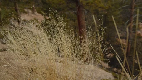 Rice grass blowing in the wind Stock Footage 268053116