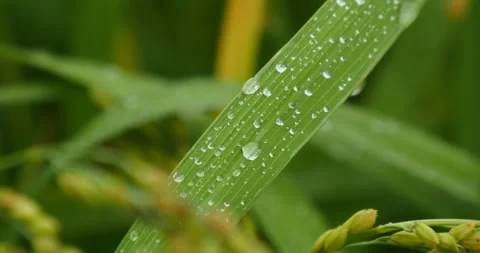 Rice grass on dew water fresh Stock Footage 162591908