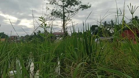 Rice grass in the fields swaying in the wind Stock Footage 224982938