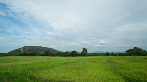 Rice Grass Paddy Field Time lapse Stock Footage 248791812