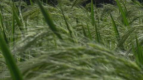 Rice Grass In The Wind Stock Footage 230148368