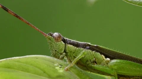 Rice Grasshopper eating leaf video Stock Footage 195230640
