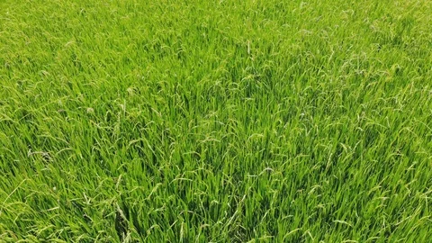 The rice  green field back moving Stock Footage 113079778